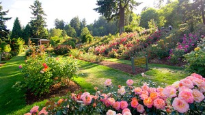 portland_rose_garden