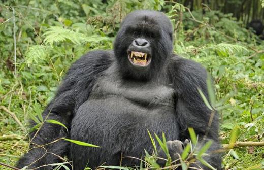 3-days-rwanda-gorilla-safari